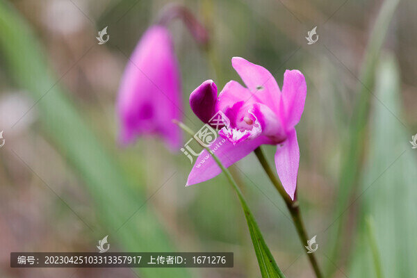 白芨花