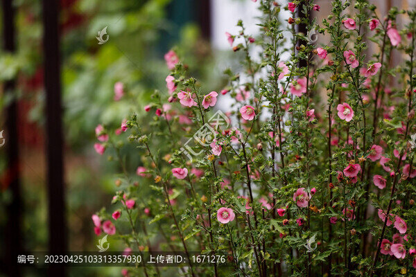 小木槿