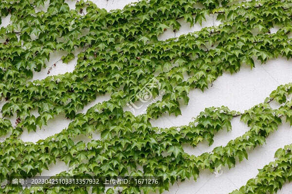 爬山虎