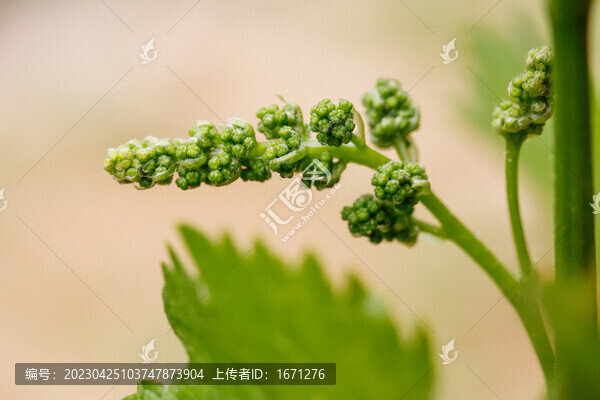 葡萄花