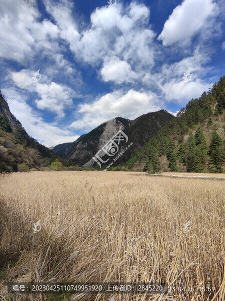 九寨溝蘆葦海