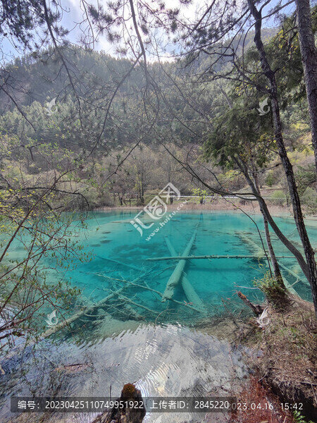 九寨溝水中樹