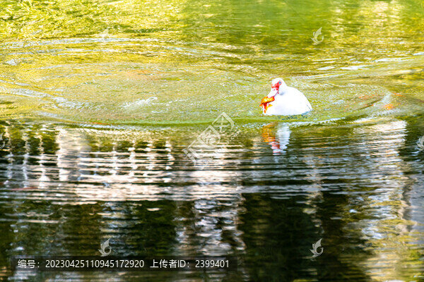 上海嘉定南翔古猗園