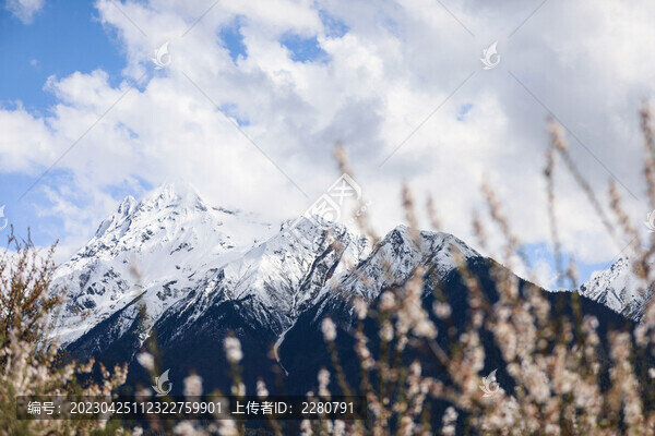 桃花下的多雄拉山