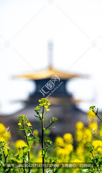 上海廣富林油菜花