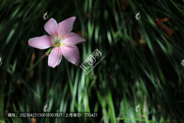 壯石蒜花