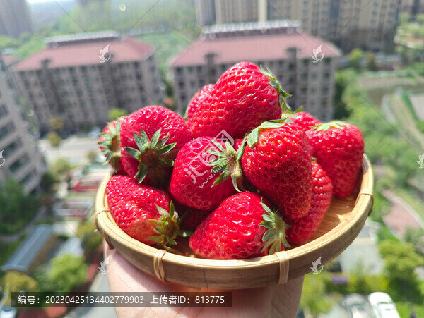 草莓園摘鮮草莓