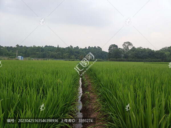 稻田