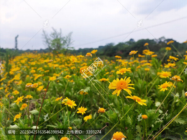 野菊花