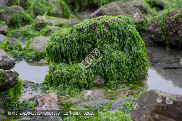 海菜