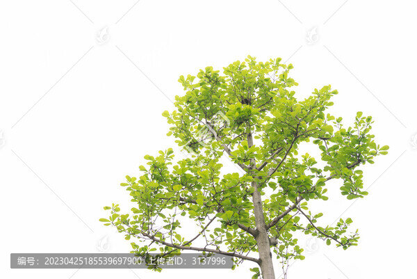 新生嫩葉