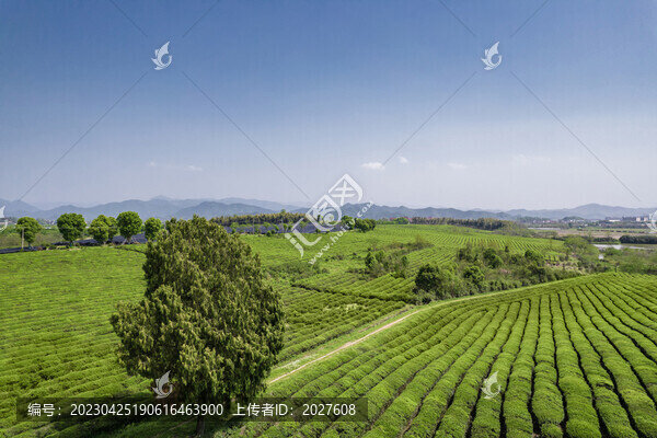 茶園春日航拍