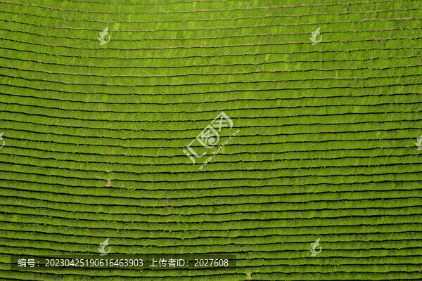茶園春日航拍