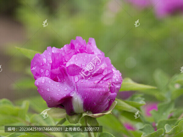 牡丹花