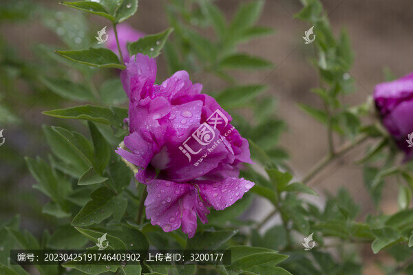 牡丹花