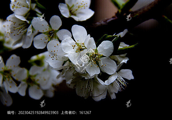 杏花開在暮春里