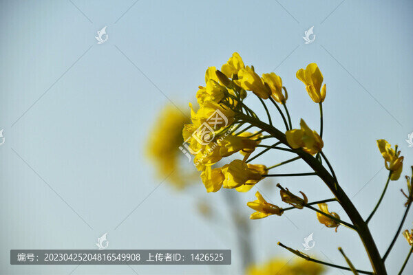 油菜花