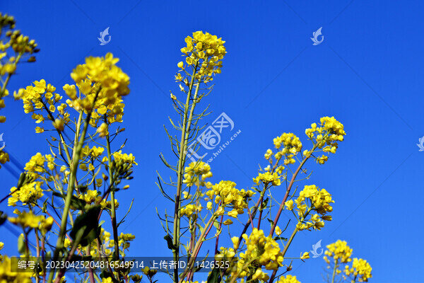 油菜花