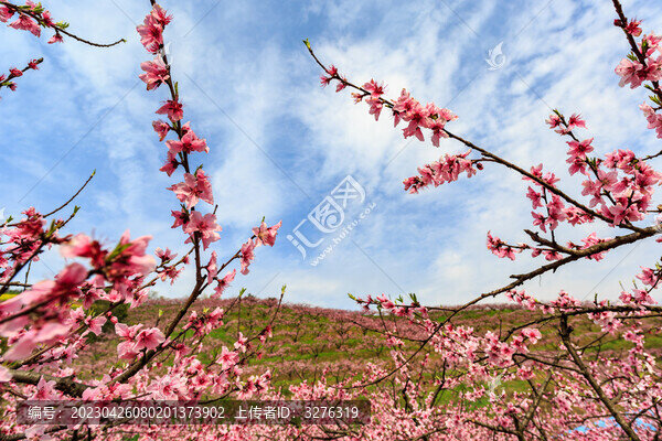 低視角桃花藍(lán)天