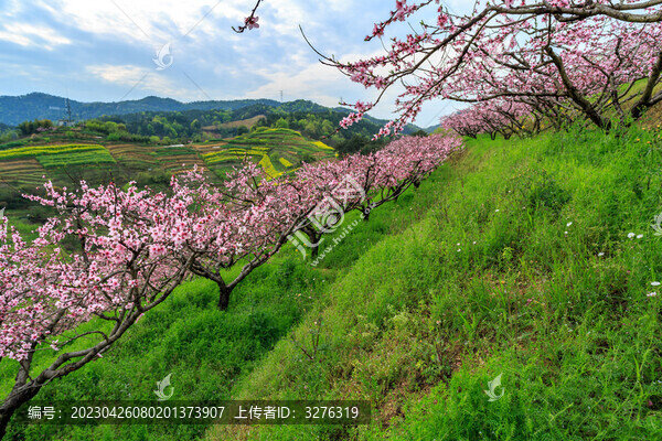 山坡桃花綠草