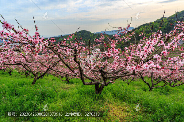 義烏上溪桃花塢桃花風(fēng)光
