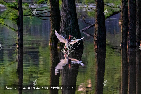 水杉林水面池鷺叼枝筑巢