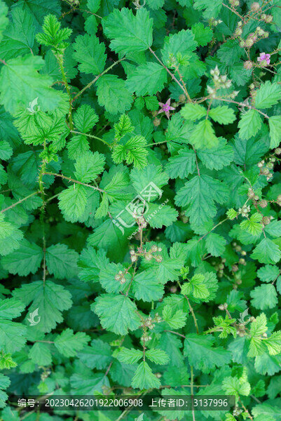 綠植素材