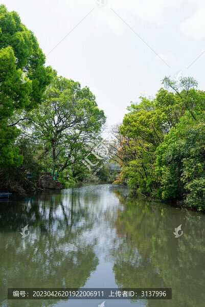 河邊樹木