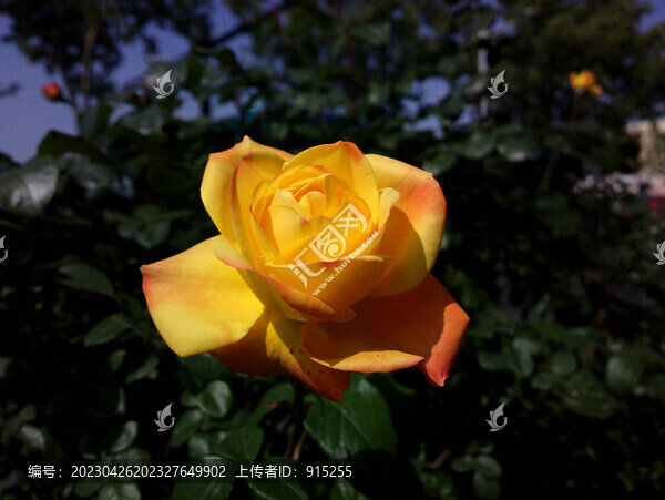 月季花