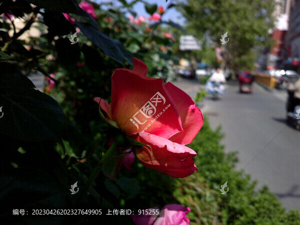 月季花