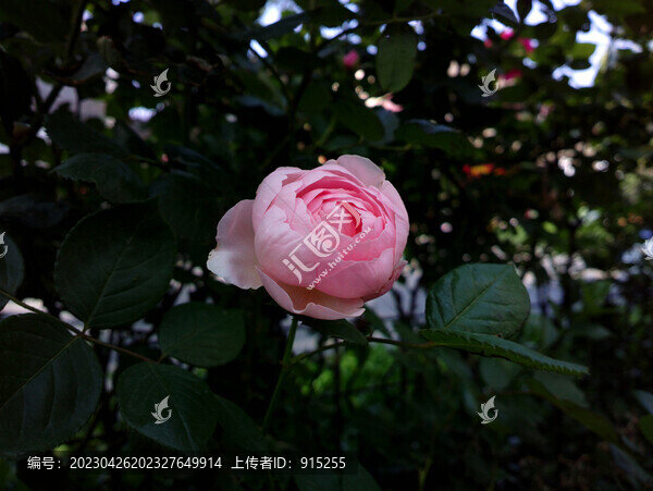 月季花