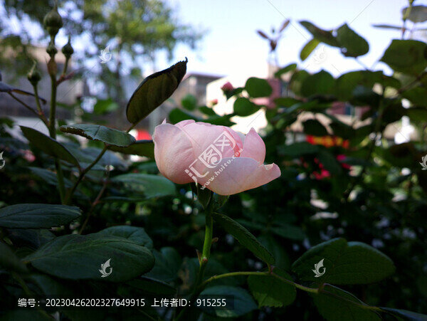 月季花