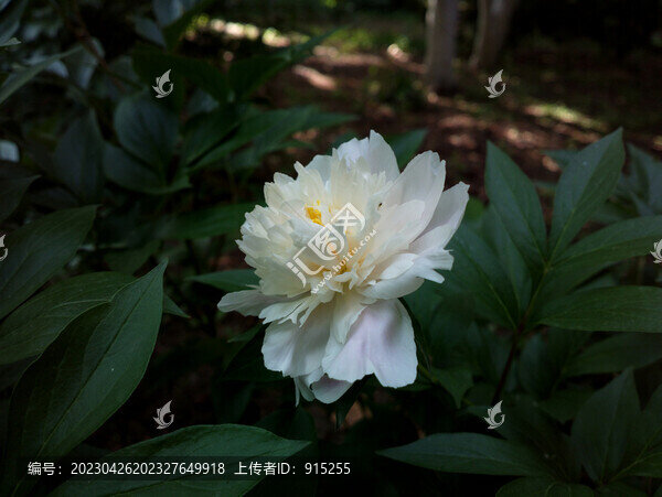 芍藥