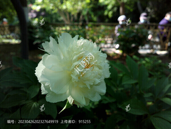 芍藥