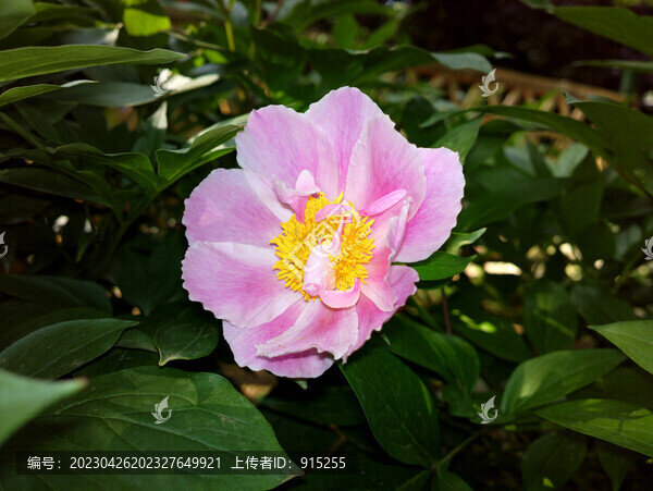 芍藥