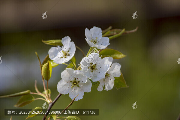 吉林松花江畔盛開的梨花