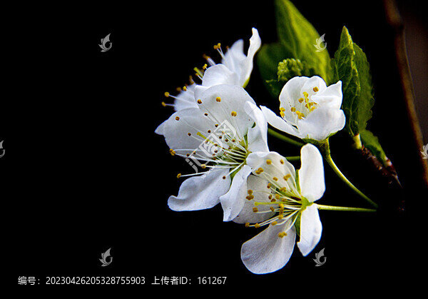 四月里的杏花