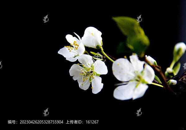四月里的杏花