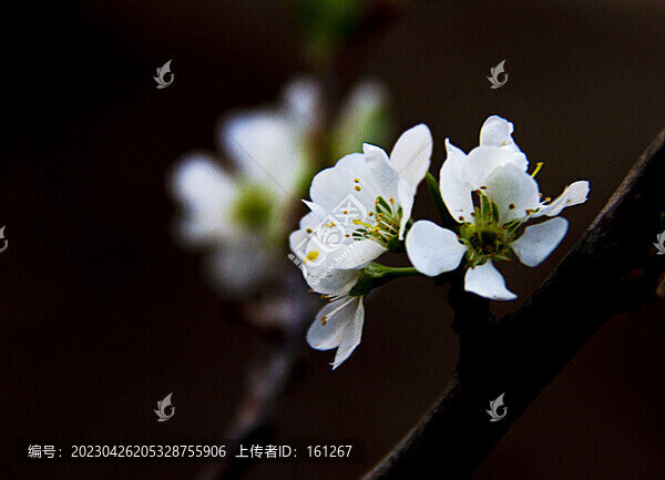 四月里的杏花