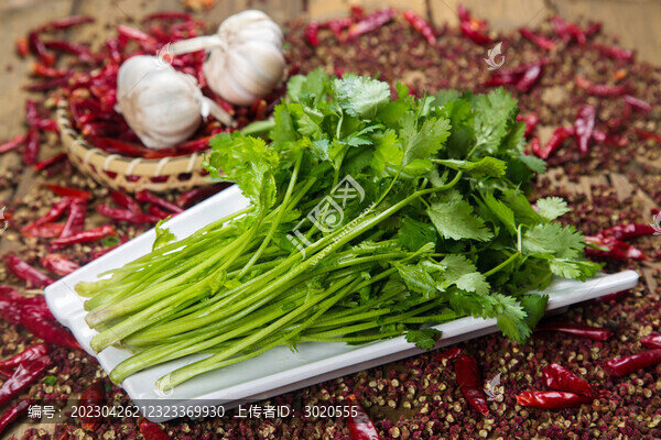火鍋香菜