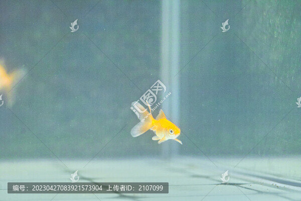 小金魚(yú)背景