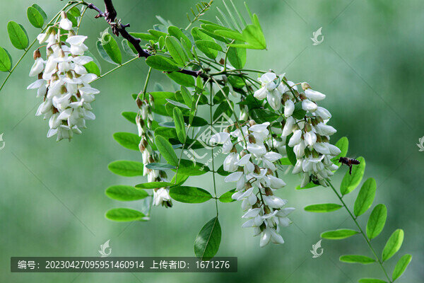 槐樹(shù)花
