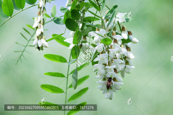 槐樹花