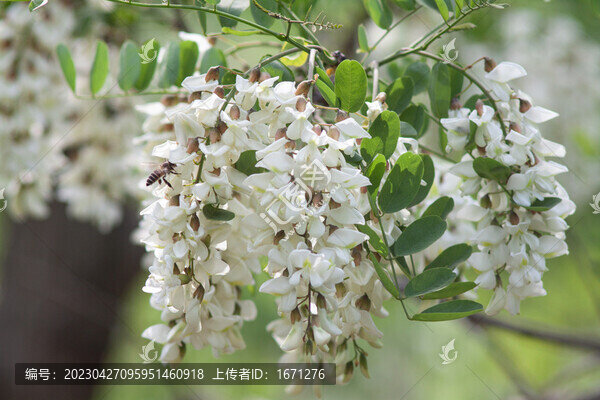 槐樹(shù)花