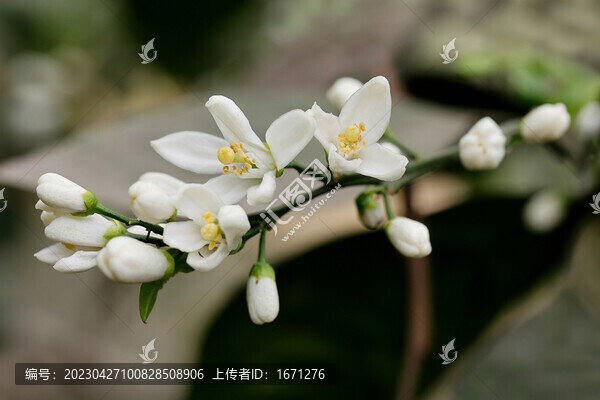 柑橘花