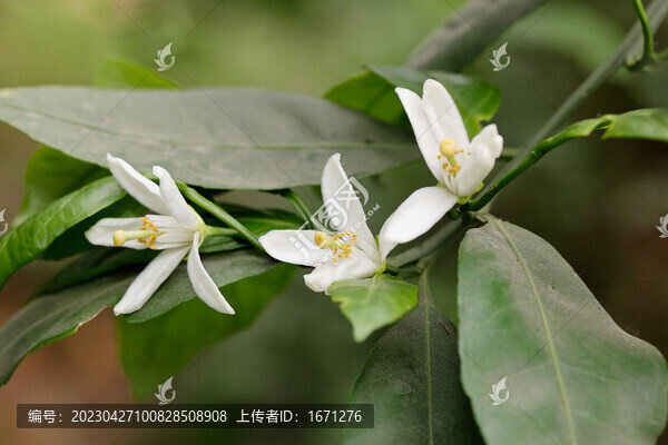 柑橘花