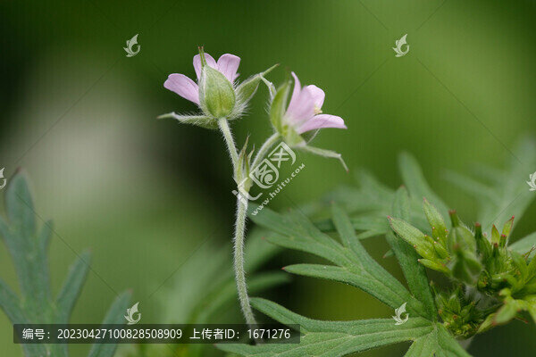 老鸛草