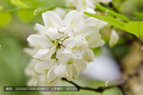 一枝槐花