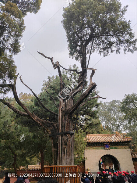 柏樹