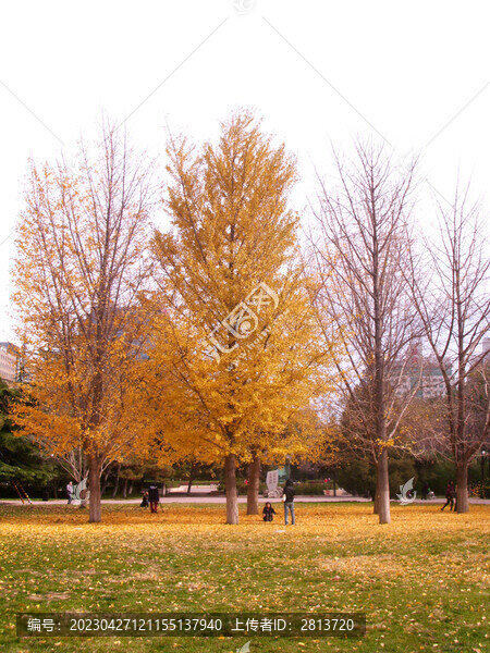 北京理工大學(xué)中心花園金秋校園